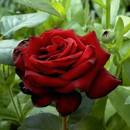 Trandafiri hibrizi Tea - Trandafiri - Schwarze Madonna™ - 